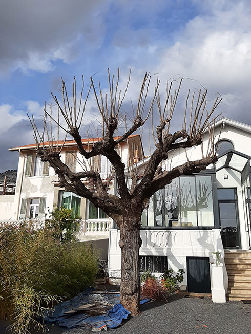 après élagage tilleul toulouse